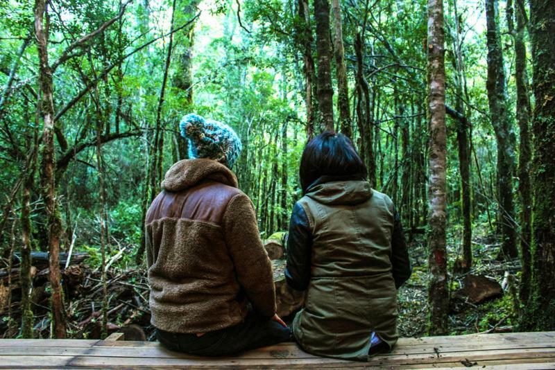 Alojamento Bosque Milenario Coñaripe