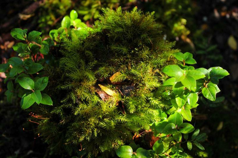 Bosque Milenario
