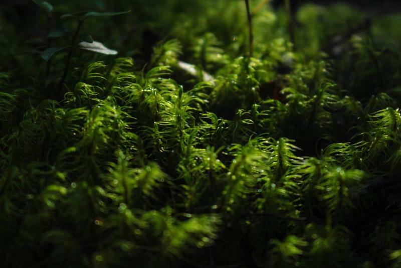 Bosque Milenario Alojamento Coñaripe