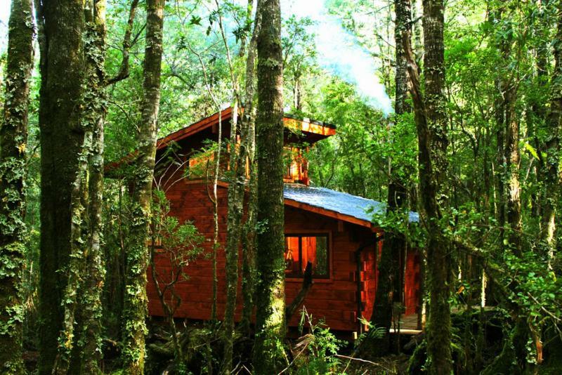 Bosque Milenario Coñaripe